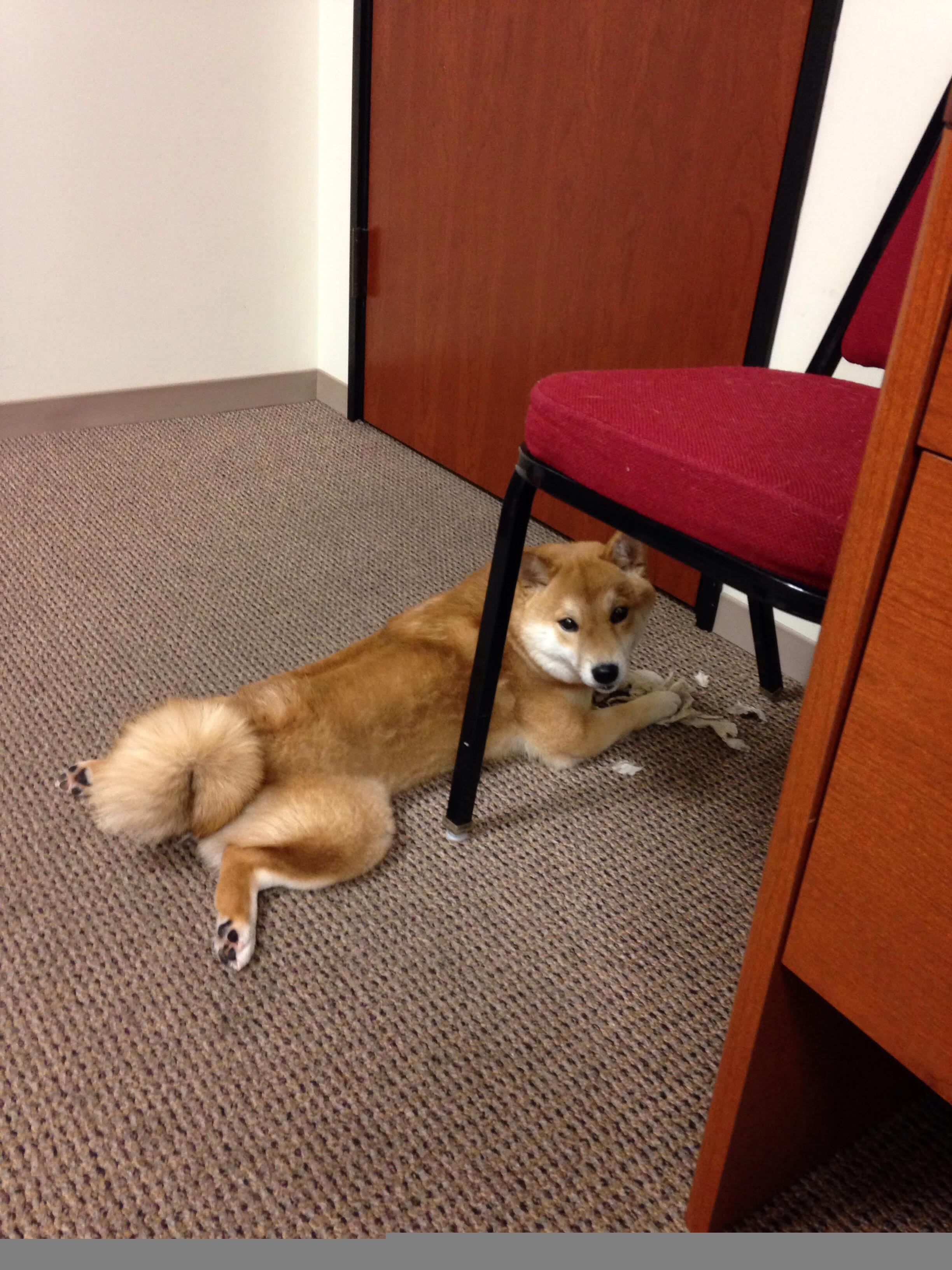 开云体育APP下载-迪巴拉一剑封喉！加拿大奇迹逆袭，英格兰三狮变困兽