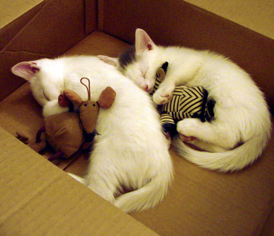 纽约尼克斯斩落深圳队背后,一场商业赛的狂欢与尴尬